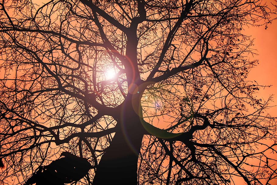 solrefleks, wood, denmark, tree, sky, branch, sunset, silhouette HD wallpaper