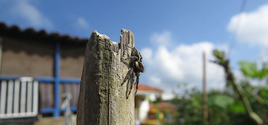 insect, spider, arachnid, macro, colombia, tree, sky, focus on foreground HD wallpaper