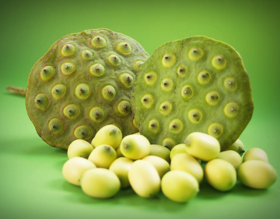 lotus, seed, flower, leaf, pod, indian, closeup, isolated, produce HD wallpaper