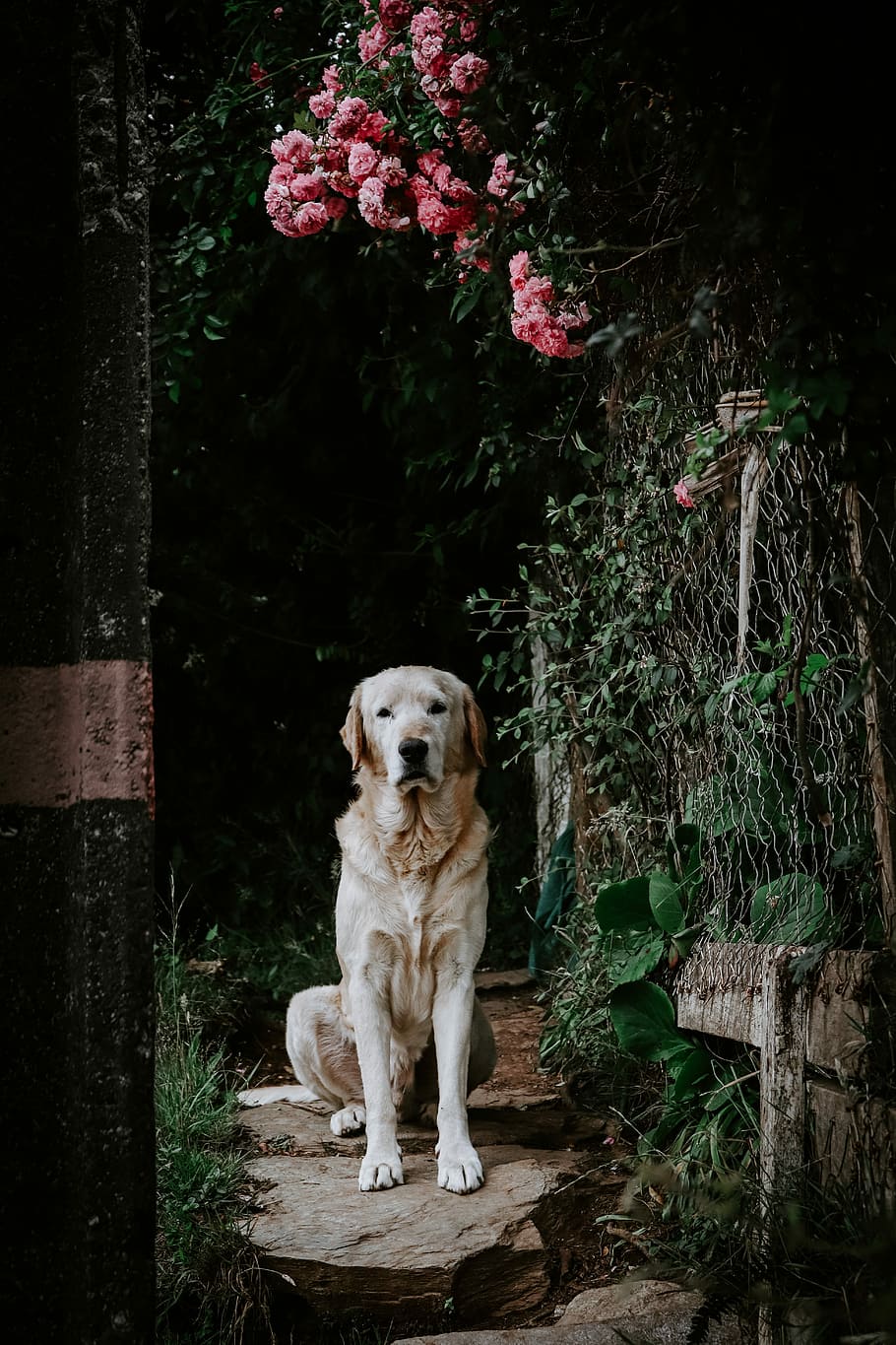 yellow Labrador retriever sitting on pathway, adult yellow Labrador retriever sitting near the pink flower, HD wallpaper