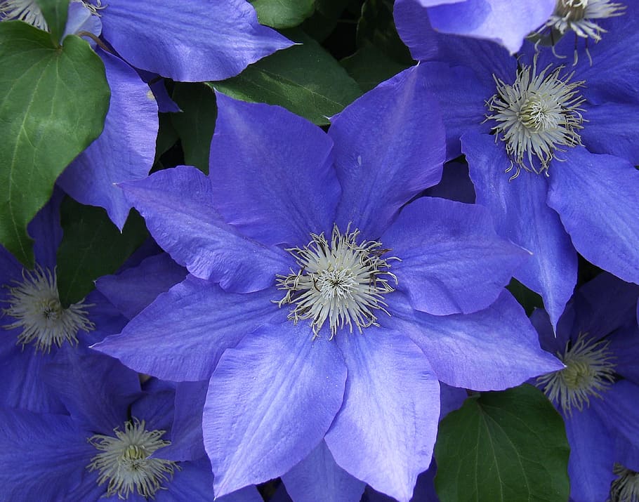 flower, clematis, blue, flora, blossom, young, spring, plant HD wallpaper