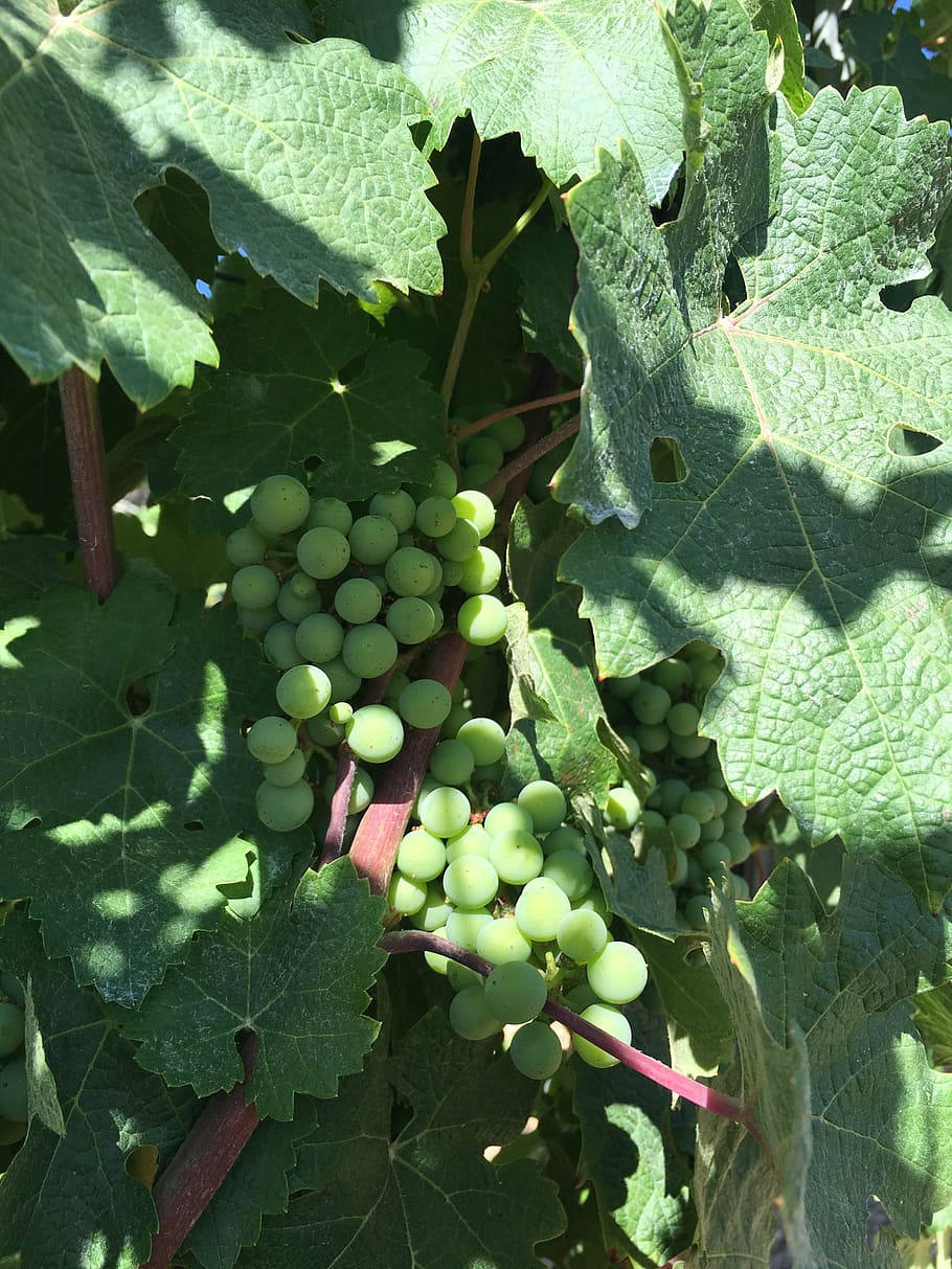 grape, field, wine, growth, leaf, plant part, green color, healthy eating HD wallpaper