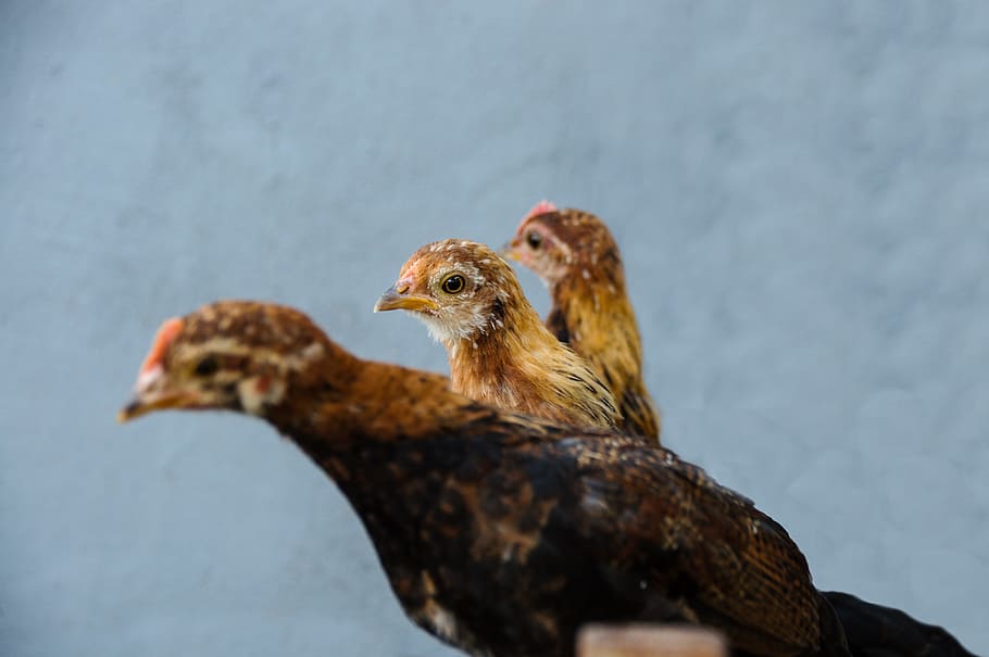 chicken, bantam, young animal, poultry, animals, range, breeding poultry