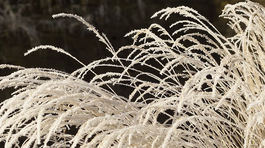 grass, withered, dried, wilted, white, winter, ice, snow, crystal HD wallpaper