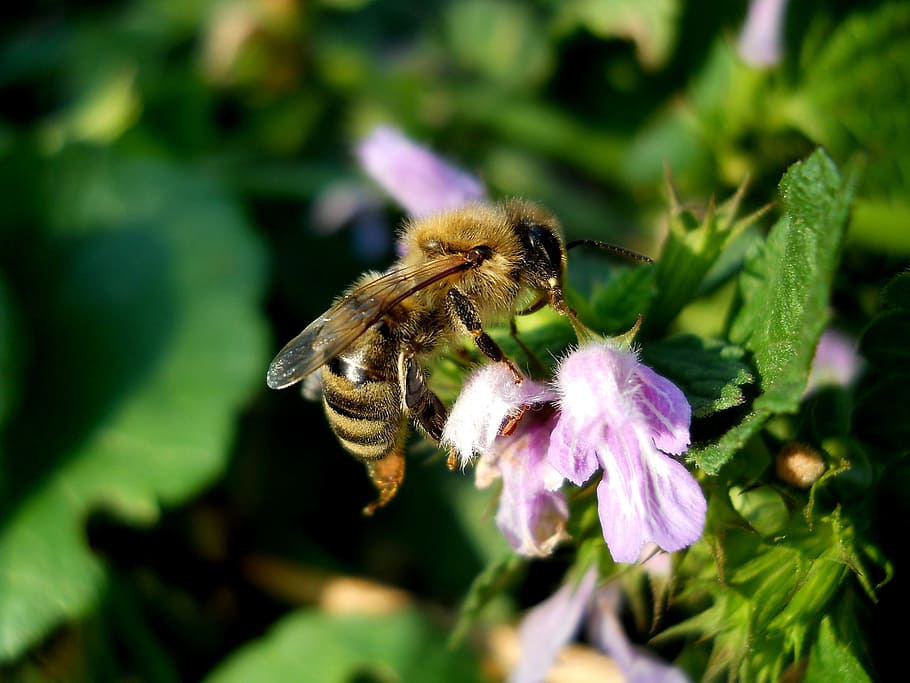 nature, insect, summer, flower, flowers, bee, white, pollen HD wallpaper