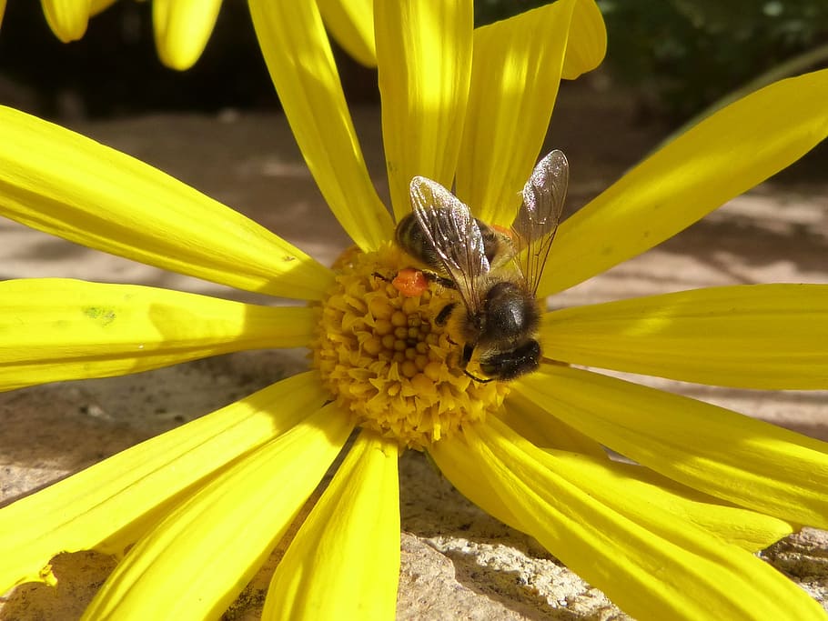 bee, pollen, libar, daisy, flower, flowering plant, yellow HD wallpaper