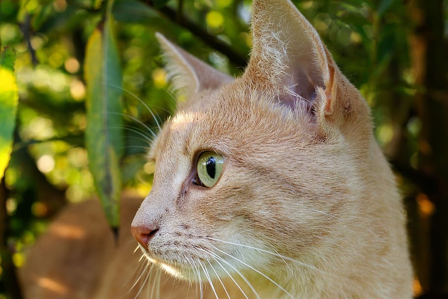 selective photography of orange tabby cat, portrait, head, close HD wallpaper