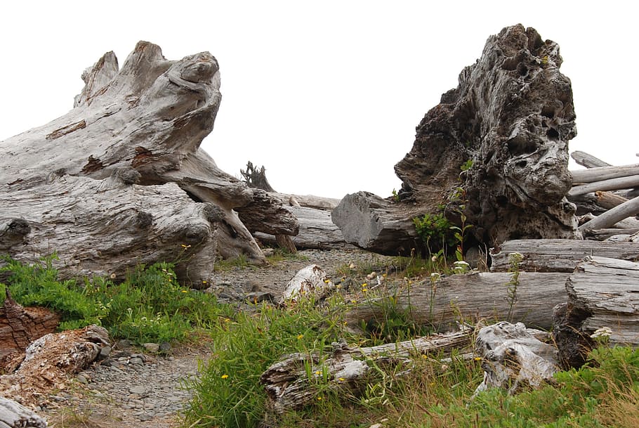 Tree, Driftwood, Root, Sea, Nature, landscape, water, rock - Object HD wallpaper