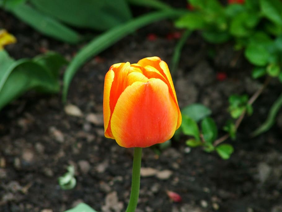 Spring, Flower, Nature, spring flower, tulip, plants, growth HD wallpaper
