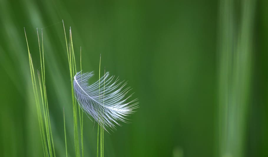 feather, corn, field, plant, beauty in nature, close-up, green color HD wallpaper