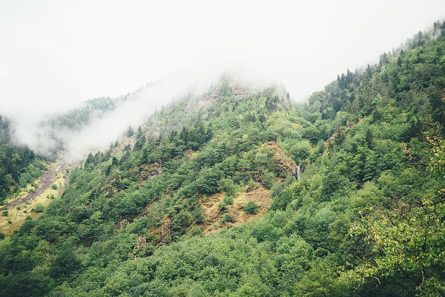 landscape photography of green trees at mountain, nature, forest HD wallpaper