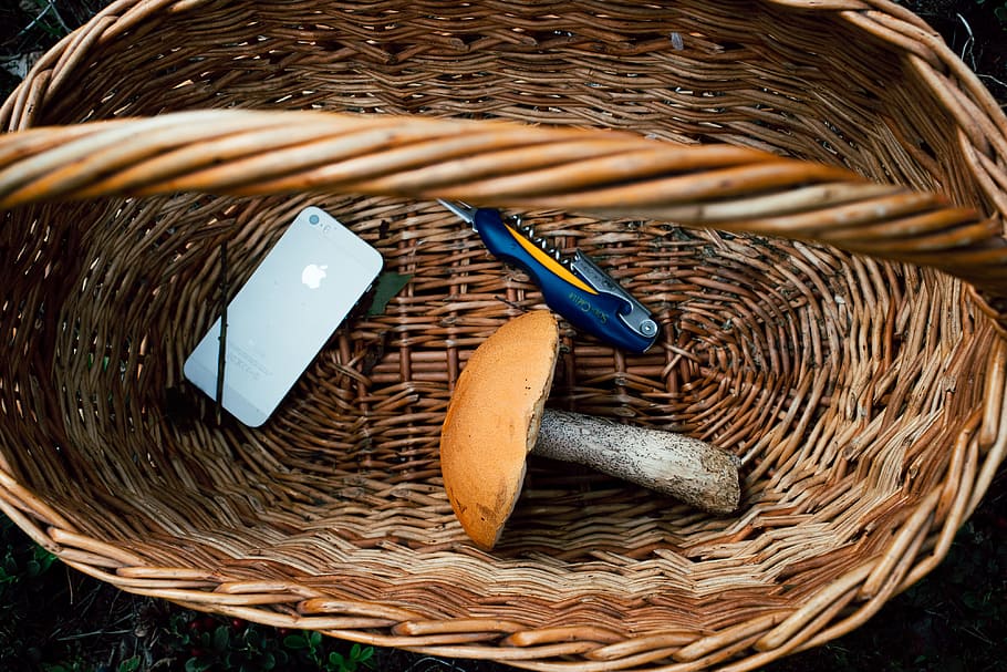 Boletus mushroom in basket, food and Drink, nature, objects, wicker HD wallpaper