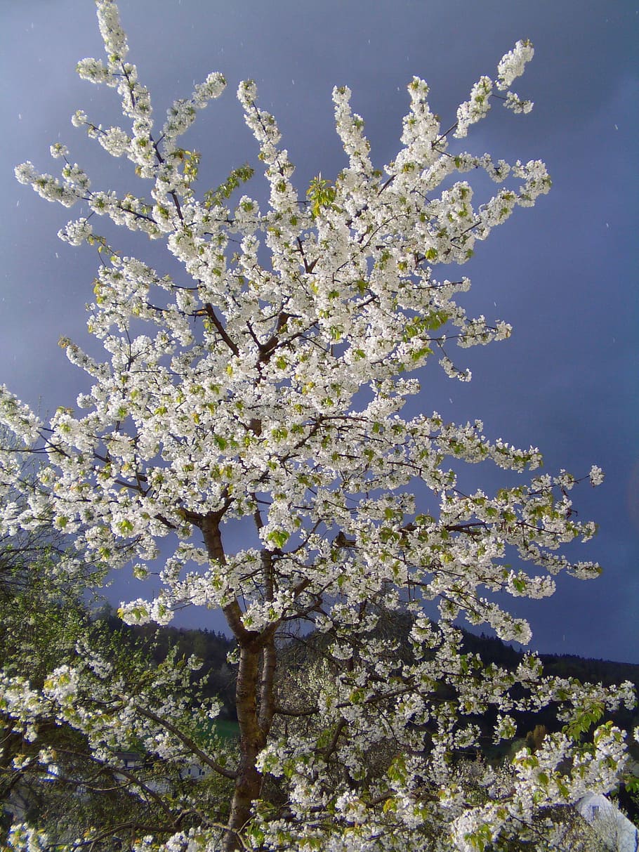 spring, cherry, cherry blossom, white blossom, beauty in nature HD wallpaper