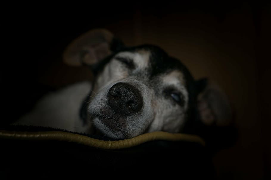 adult black and tan Chihuahua sleeping, dog, old, pensioners, HD wallpaper
