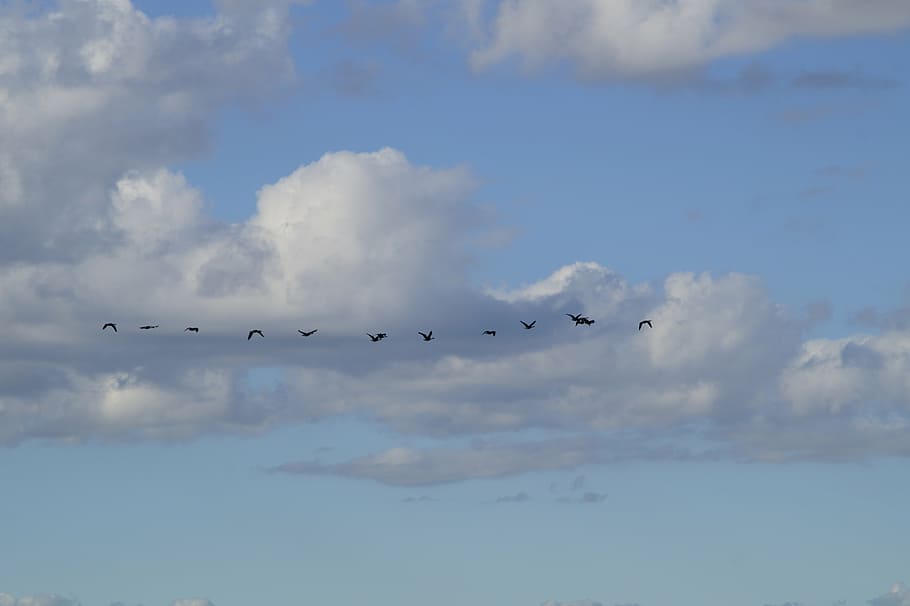 sky, bird flight, migratory birds, fly, geese, in a row, series HD wallpaper