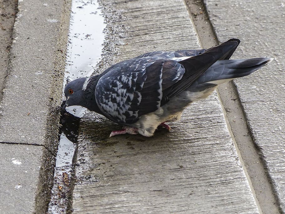 drinking, pigeon, dove, bird, feathered, water, concrete, rim stone HD wallpaper