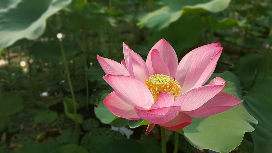 selective focus photography of pink flower, flowers, lotus, nelumbo nucifera, HD wallpaper
