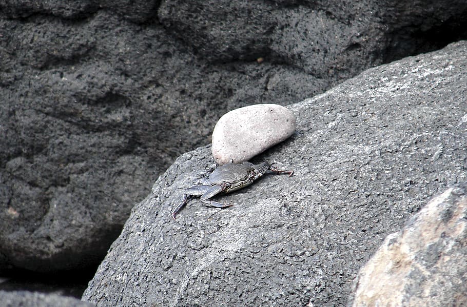 Crab, Shellfish, meeresbewohner, rock - object, textured, no people HD wallpaper