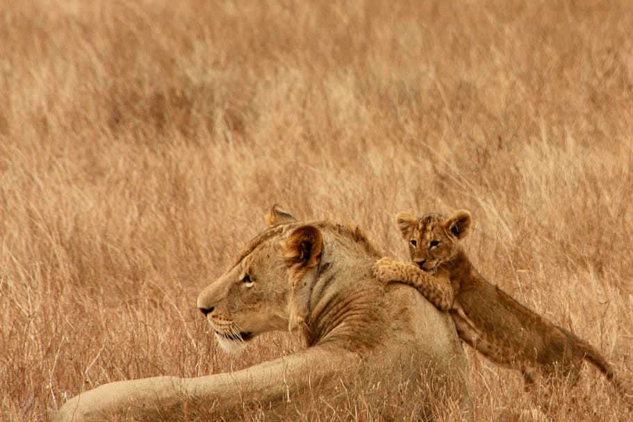 lioness and cub, baby, animal, family, wild, mammal, safari, africa, HD wallpaper