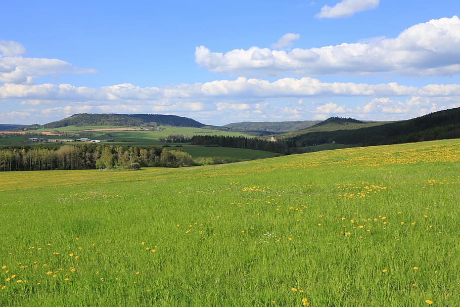 nečtiny, panorama, landscape, summer, environment, plant, grass HD wallpaper