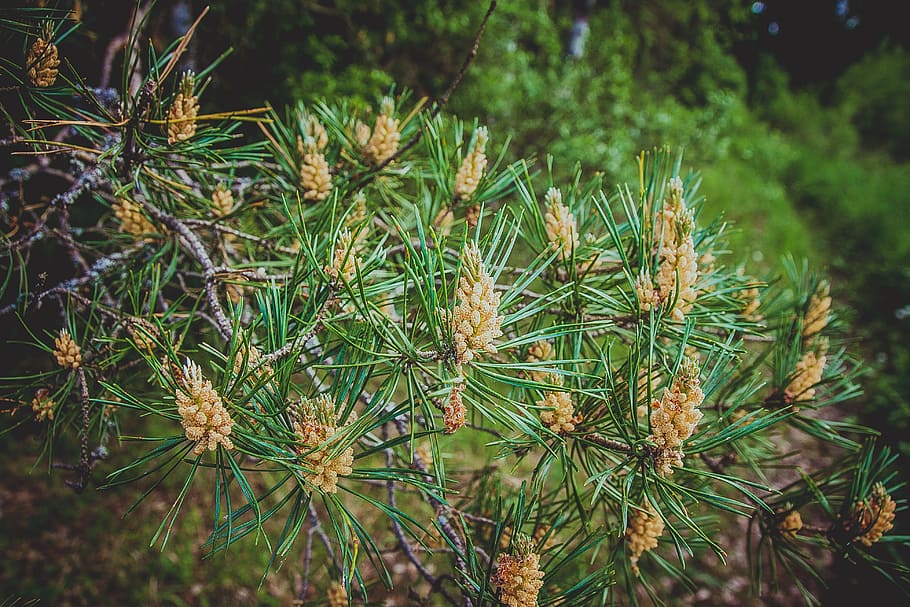 pine, needles, spruce, nature, tree, coniferous tree, forest HD wallpaper