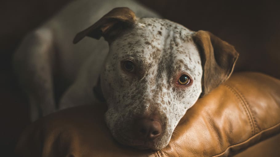 selective focus of dalmatian dog, close view of white and brown dog laying on brown leather sofa HD wallpaper
