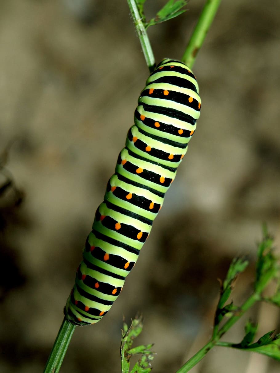 caterpillar, close, green, animal themes, focus on foreground HD wallpaper