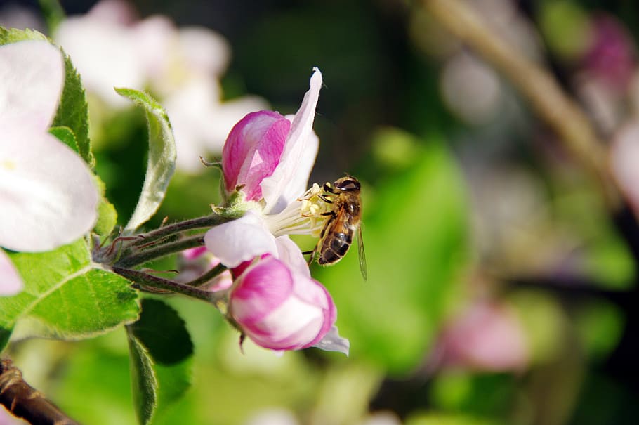 blossom, bloom, fruit, apple, tree, bee, garden, fruit tree HD wallpaper