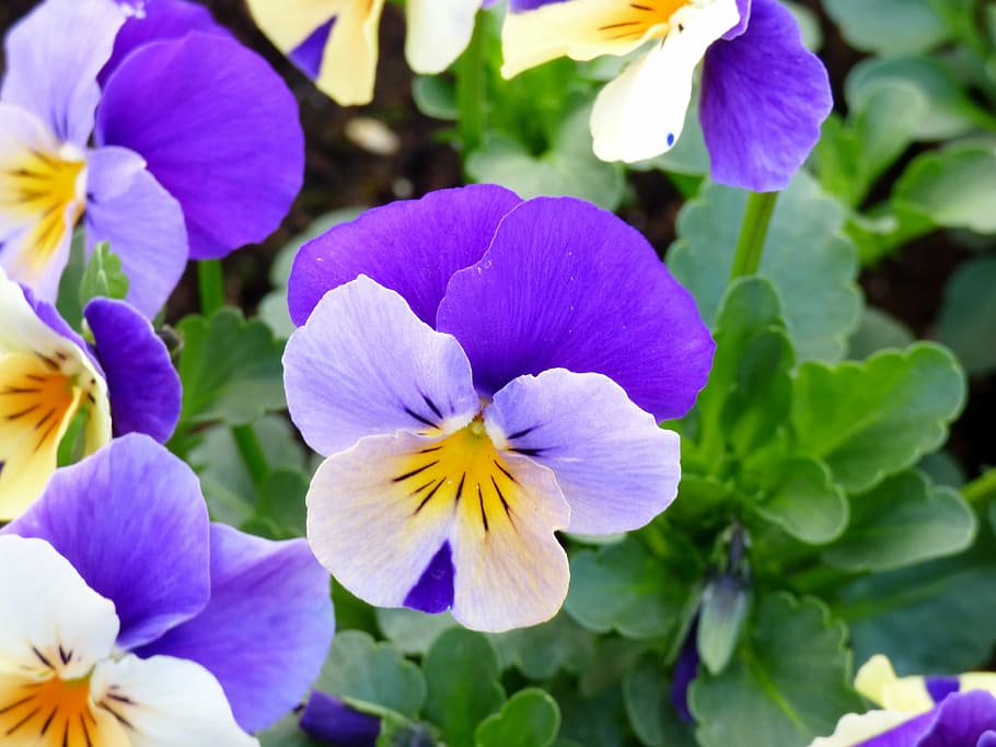 flowers, violet, purple, flowering plant, vulnerability, freshness HD wallpaper