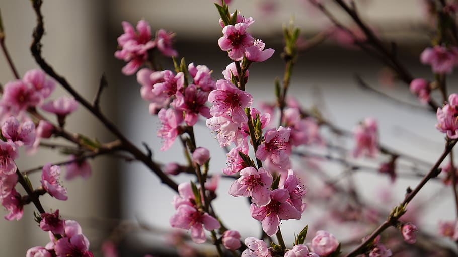 cherry, flowers, spring, tree, nature, flowering, flowering plant HD wallpaper