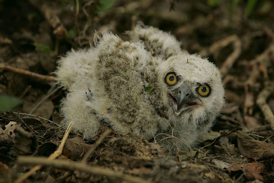 fly, off, take, ready, if, as, perched, is, baby, owl, birds HD wallpaper