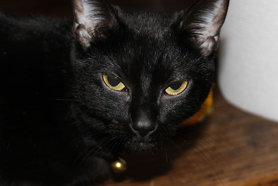 Black, Cat, Eyes, domestic cat, looking at camera, portrait HD wallpaper