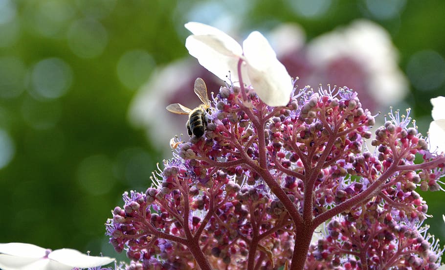 flower, blossom, bloom, bee, garden, summer, insect, honey HD wallpaper