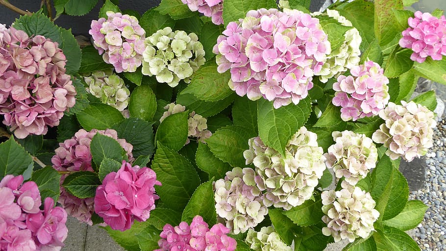 hydrangeas, flowers, pink, garden, nature, beautiful, plant HD wallpaper