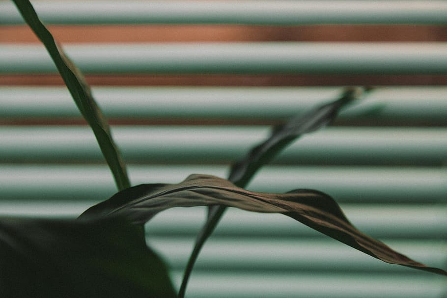 shallow focus photography of green leaf with window blind background, shallow focus of leafed plant HD wallpaper