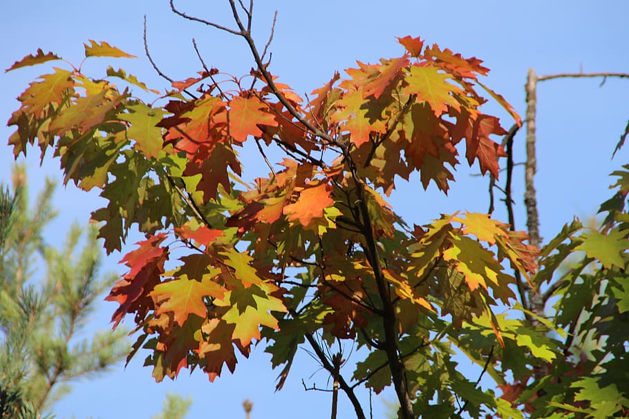 Forest, Clone, Foliage, Nature, Autumn, leaf, change, tree HD wallpaper