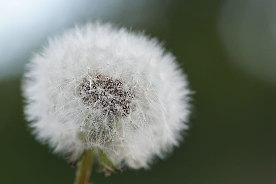 dandelion, flower, close, common dandelion, nature, spring HD wallpaper