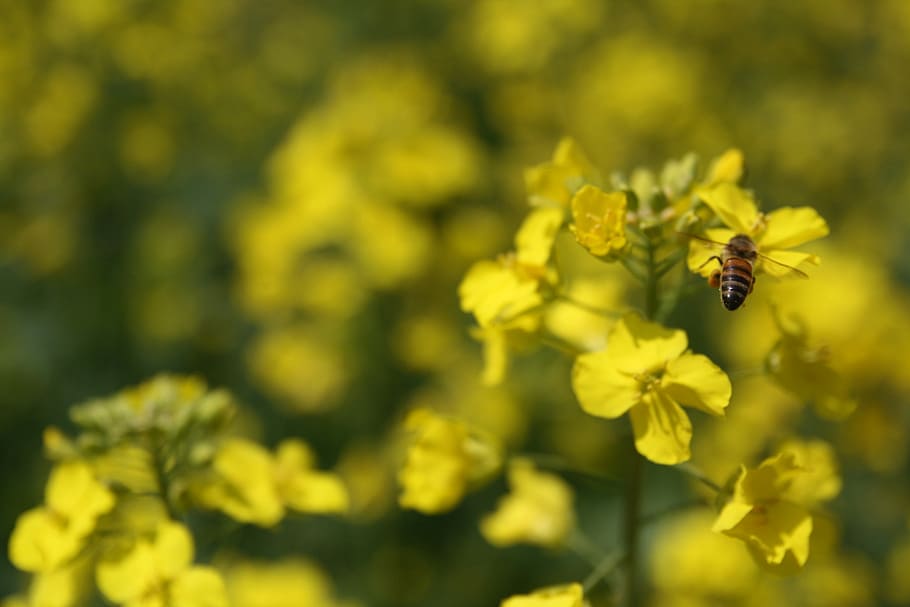 Rape, Flowers, Bee, March, rape flowers, yellow, flowers and bees HD wallpaper
