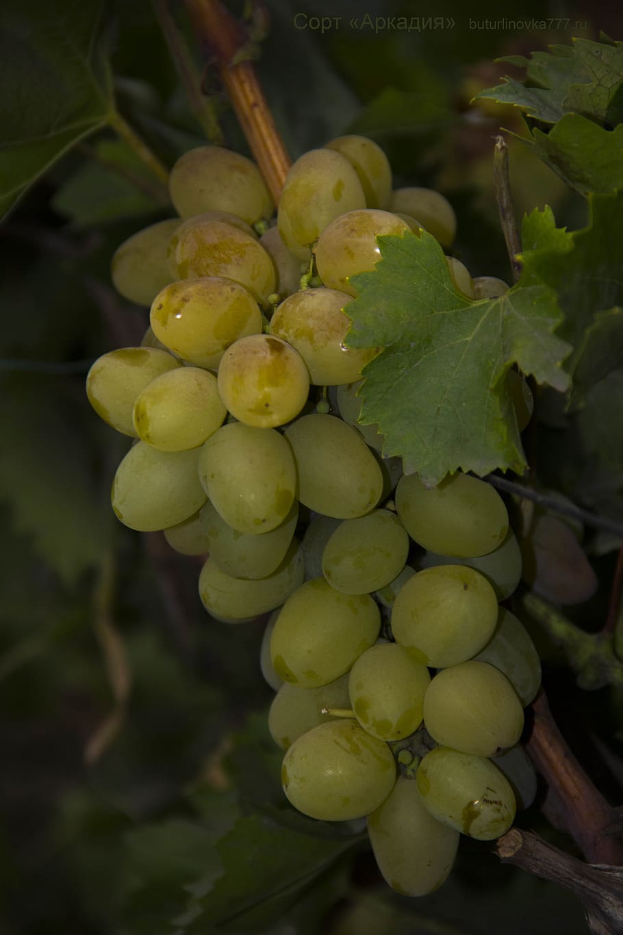 grapes, arcadia, grade, white, table, healthy eating, food and drink HD wallpaper