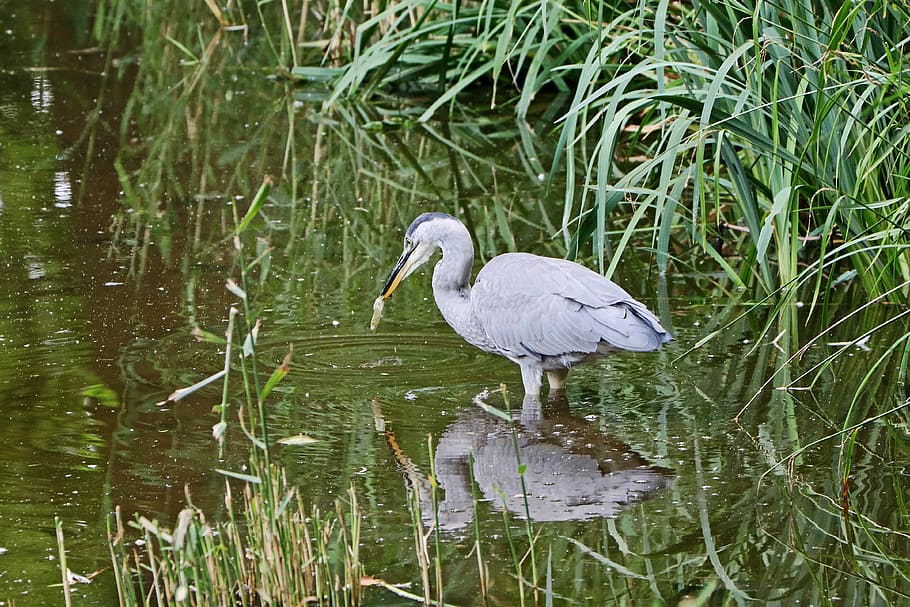 Grey Heron, Bird, Eastern, Nature, animal, water, wilderness HD wallpaper