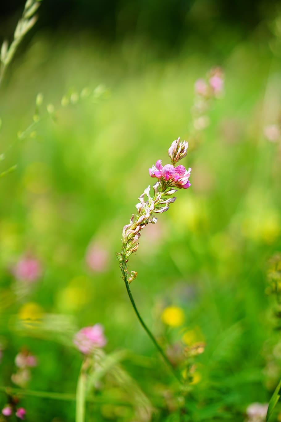 sainfoin, flower, blossom, bloom, pink, onobrychis, sulla, healthy hay, HD wallpaper