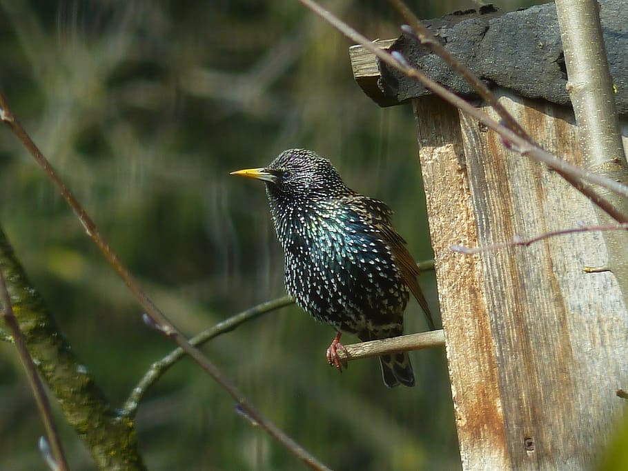 closeup photography of bird perched on tree, star, animal, nesting box HD wallpaper