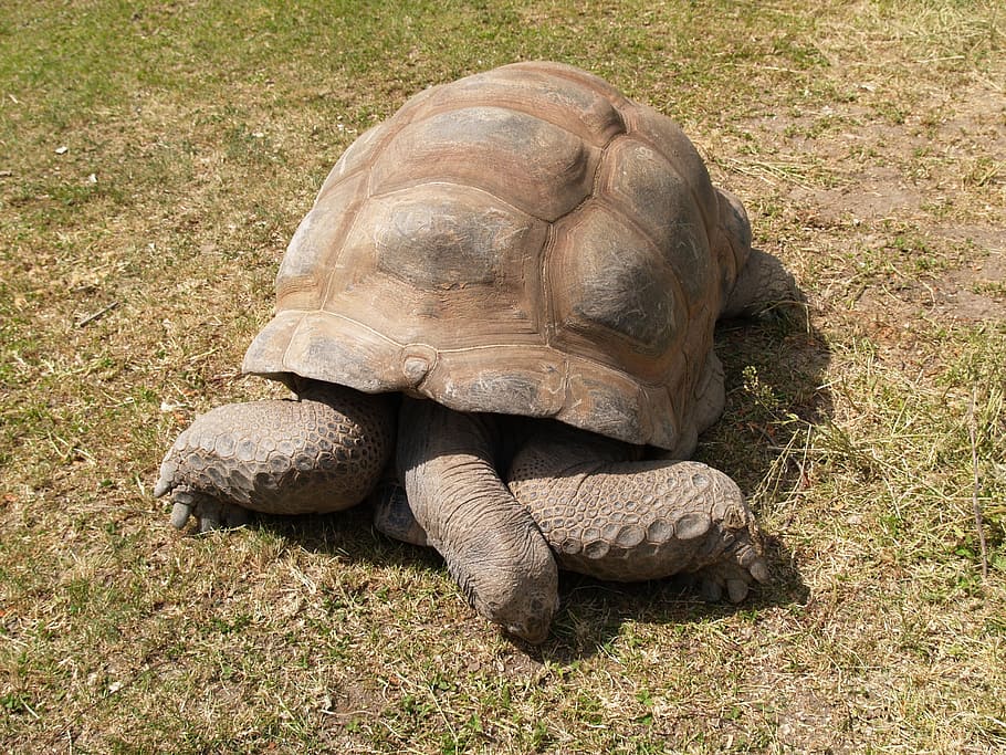 Turtle, Panzer, Reptile, tortoise, one animal, tortoise shell HD wallpaper