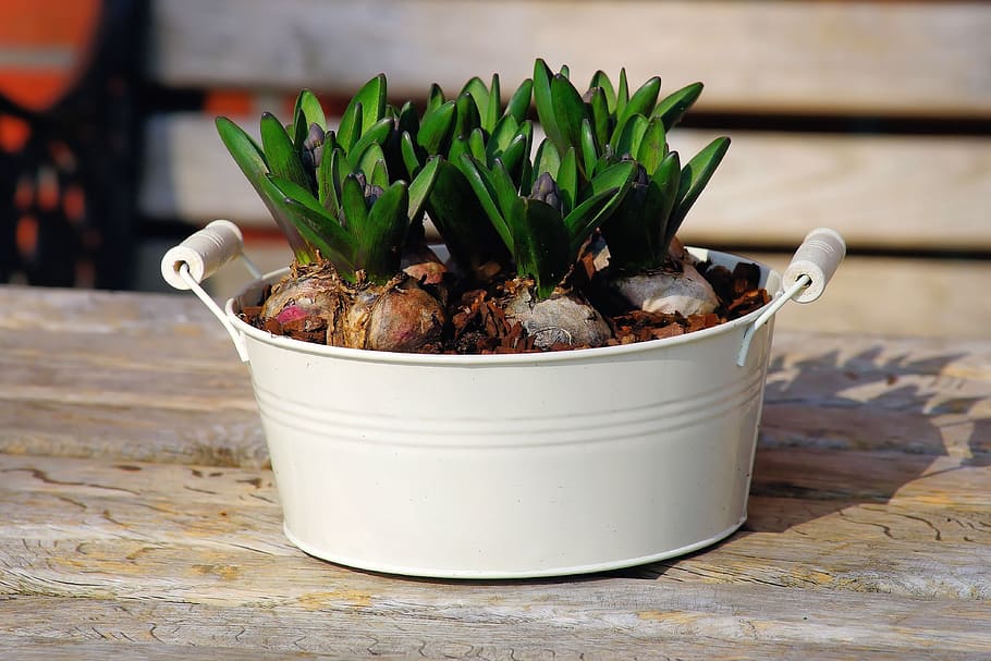 green leafed plant in white bucket vase, hyacinth, container HD wallpaper