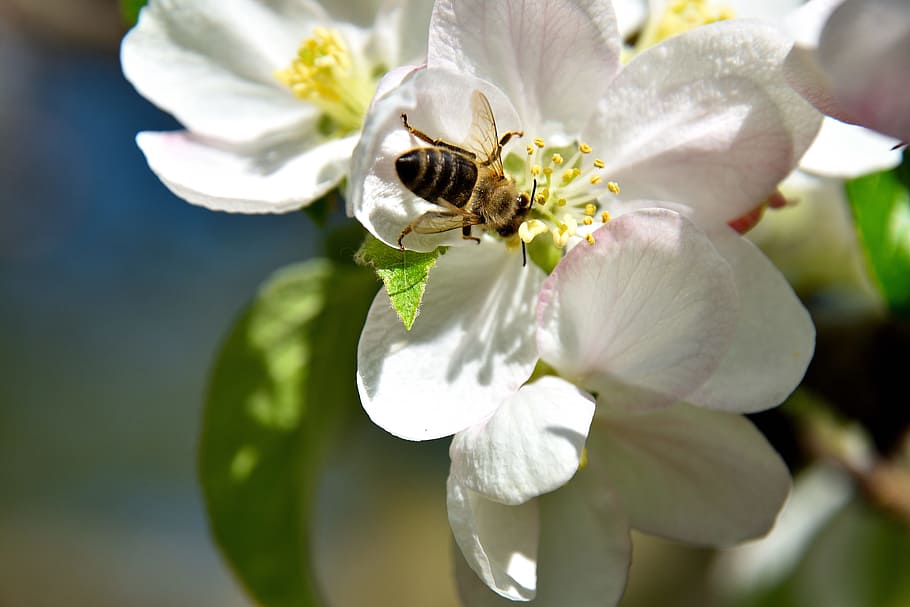 Apple Tree, Blossom, Bee, Insect, apple tree blossom, pollination HD wallpaper