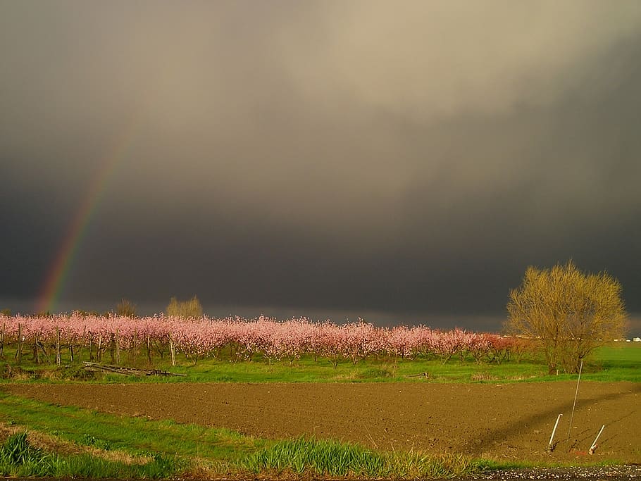 thunderstorm, rainbow, spring, field, landscape, environment HD wallpaper