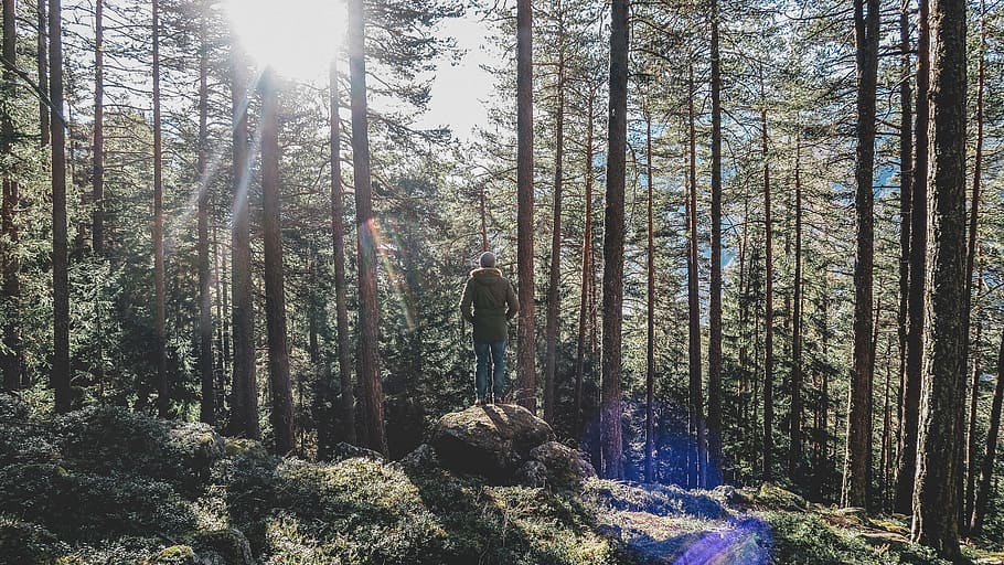 nature, trees, woods, forest, man, alone, people, sunshine HD wallpaper