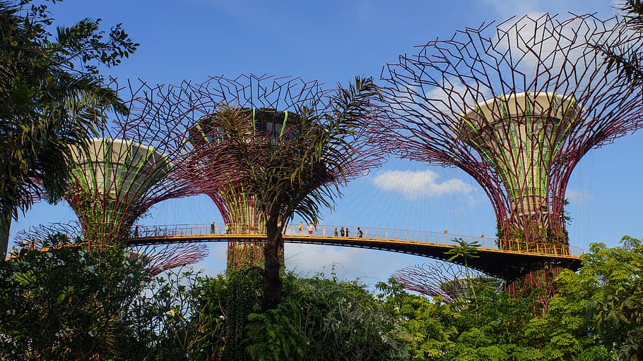 singapore, trees, bay, bridge, bridge - man made structure HD wallpaper