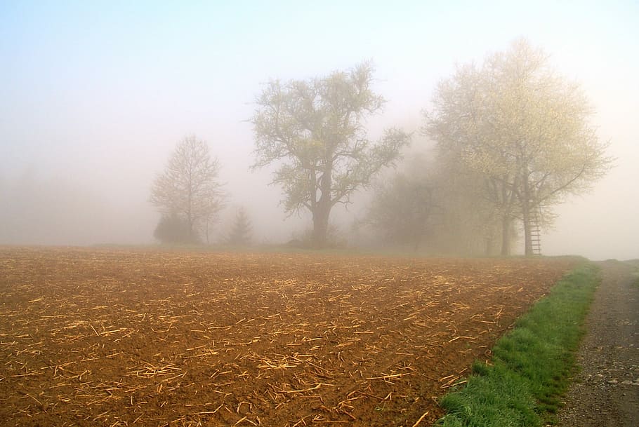 Fog, Landscape, Mood, field, agriculture, nature, tranquility HD wallpaper