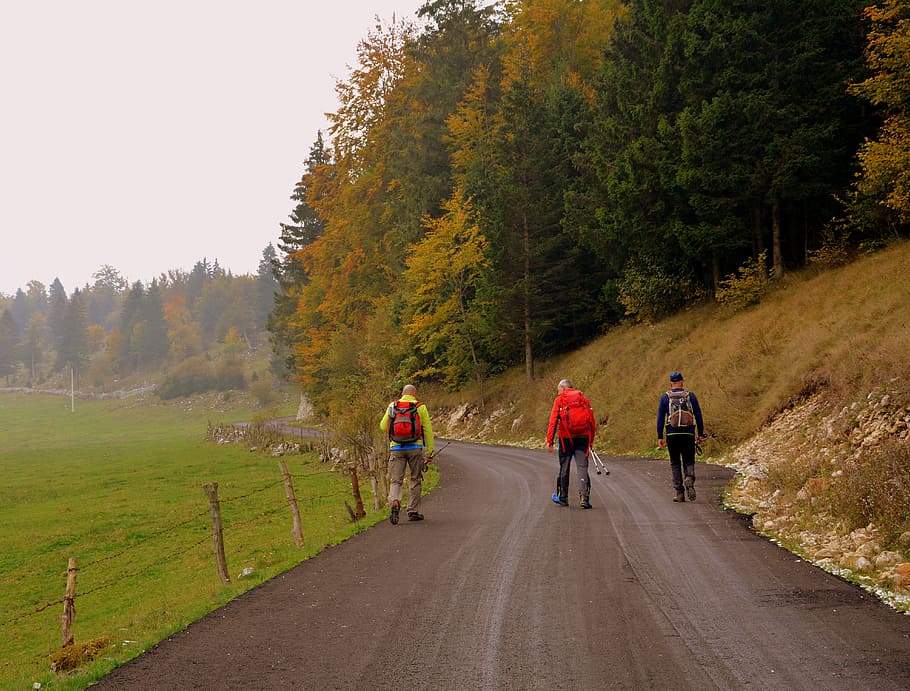 excursion, walk, trekking, road, forest, autumn, trees, the european path HD wallpaper